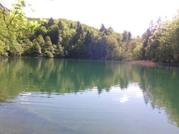 Reflection of trees in water