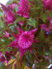 Close-up of pink flower