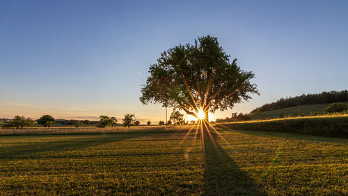 Tree on field against clear sky during sunset