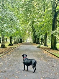 Black dog in park