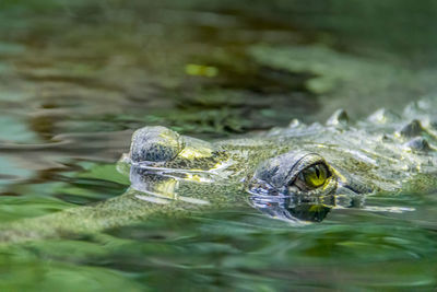 Close-up of turtle in lake