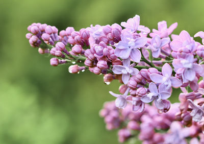 Close-up of purple flowering plant