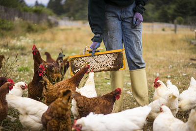 Midsection of female beekeeper feeding hens at farm