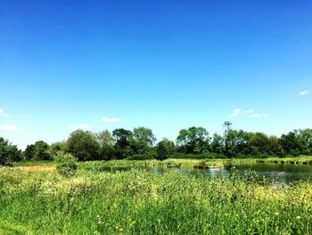 Scenic view of grassy field against sky