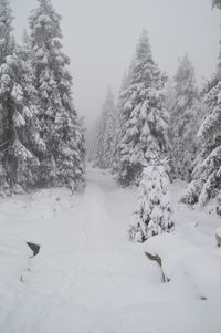 Trees on snow covered land against sky