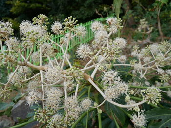 Close-up of flowers