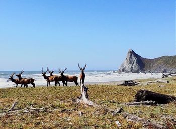 Scenic view of landscape against clear sky