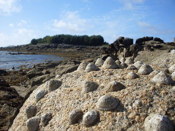 Close-up of rocks on beach against sky