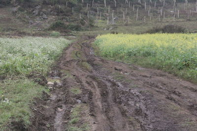 Plants growing on field