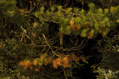 Plants growing in forest at night