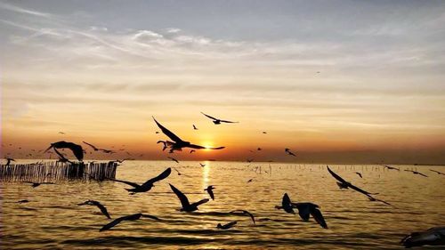 Seagulls flying over sea during sunset