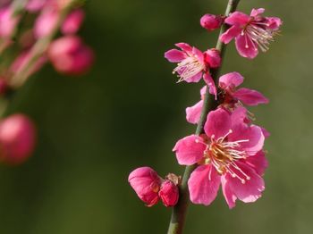 Close-up of deep pink cherry blossoms