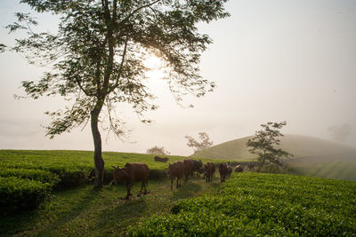 View of sheep grazing on field