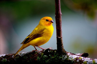 Close-up of bird perching on branch