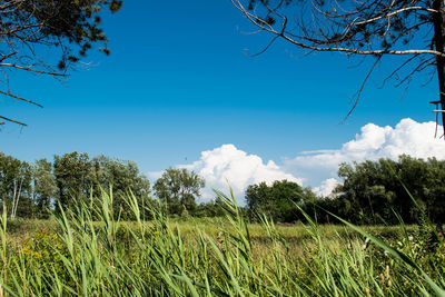 Trees on field against blue sky