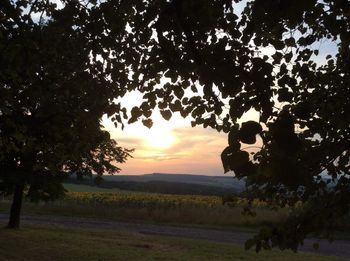 Trees on field against sky at sunset