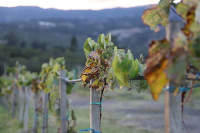 Grape leaves in a vineyard 