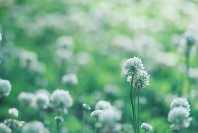 Close-up of white flowering plant on field