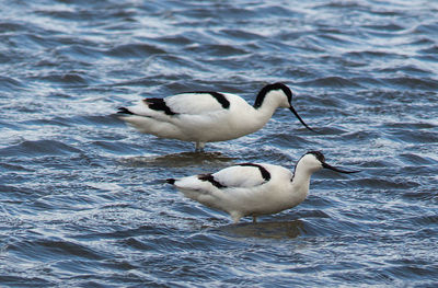 Ducks in a lake