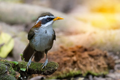 Close-up of bird perching outdoors