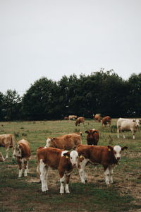 Cows on field against sky