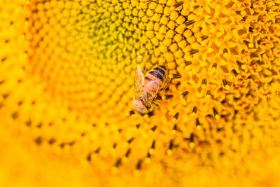 Close-up of bee pollinating on yellow flower