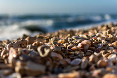 Close-up of pebble beach