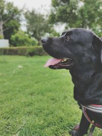 Black dog looking away on field