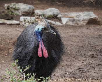 Beautiful dangerous bird