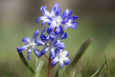 Close-up of purple flowering plant on field