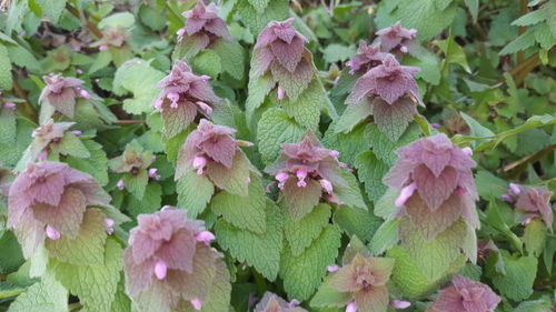 Close-up of pink flowers