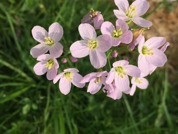 Close-up of flowers blooming outdoors