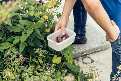 Low section of person collecting flowers by plants