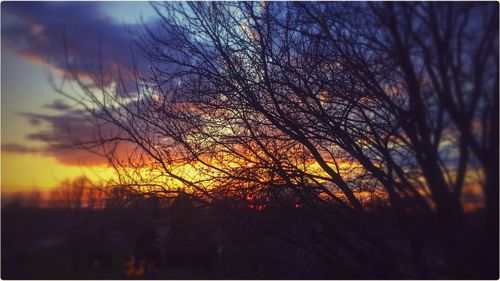 Silhouette of bare trees at sunset