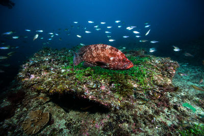 Fish swimming in sea