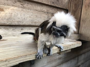 Portrait of cotton top tamarin relaxing on wood