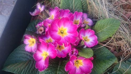 Close-up of pink flowers blooming outdoors