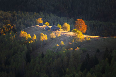 High angle view of trees in forest during autumn