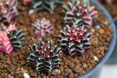 High angle view of various flowers in container