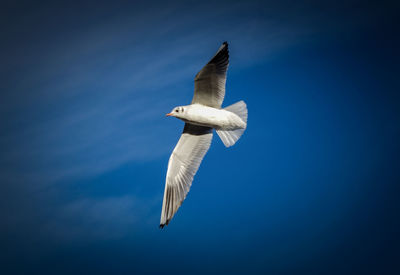 Low angle view of bird flying against sky