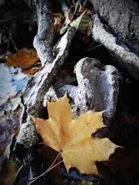 Close-up of autumnal leaves on snow covered land