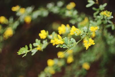 Close-up of yellow flowering plant on field