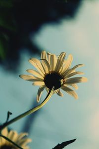 Close-up of flowers against blurred background