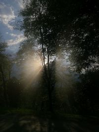 Silhouette trees in forest against sky at sunset