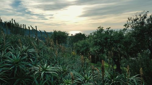 Plants growing on field against sky during sunset