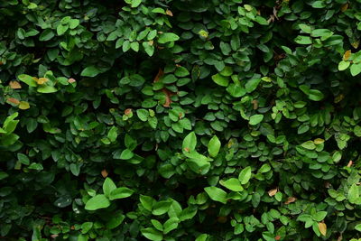 Full frame shot of plants