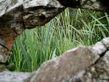Close-up of grass growing on rock
