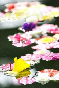 Close-up of lotus water lily