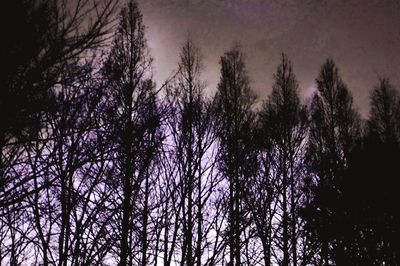 Low angle view of silhouette trees against sky in forest