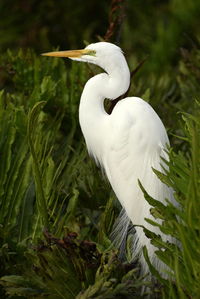 Close-up of white bird on plant